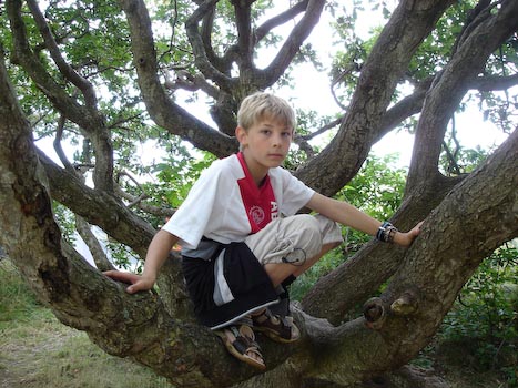 Boris in een boom op Vlieland